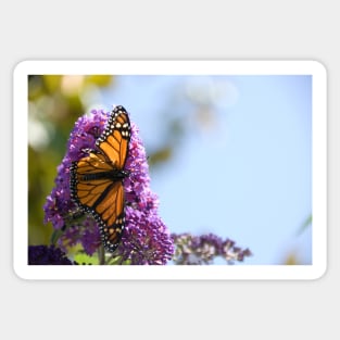 Monarch Butterfly Sticker